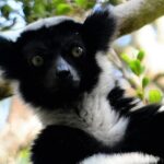 2-Day Private Tour of Andasibe National Park - What Makes This Tour Stand Out