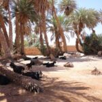 2-Day Private Tour to the Heart of the Chegaga Dunes - Practical Considerations