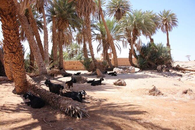 2-Day Private Tour to the Heart of the Chegaga Dunes - Practical Considerations