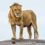 2-Day Private Tour Tsavo East and West from Diani Beach - The Itinerary in Detail