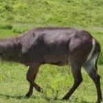 2 Day Safari Tarangire and Ngorongoro Crater - Why This Tour Offers Real Value