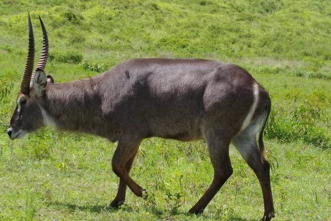 2 Day Safari Tarangire and Ngorongoro Crater - Why This Tour Offers Real Value