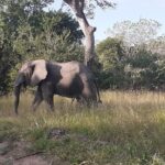 2 Day safari to Mikumi departure from Zanzibar - Day 2: Mikumi Game Drive and Return