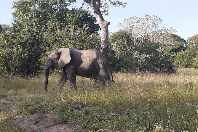 2 Day safari to Mikumi departure from Zanzibar - Day 2: Mikumi Game Drive and Return