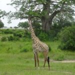 2 Day Safari To Mikumi National Park + transfers from Dar Es Salam - What Makes This Safari Stand Out?