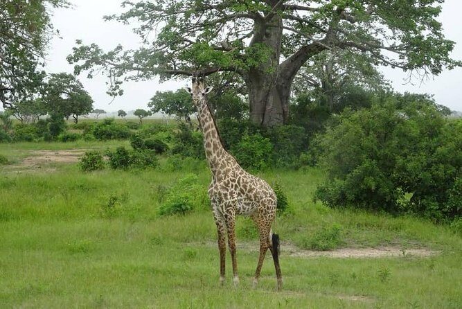 2 Day Safari To Mikumi National Park + transfers from Dar Es Salam - What Makes This Safari Stand Out?