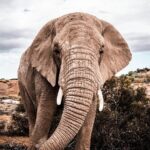 2 Day Small Group Garden Route Big 5 Safari Tour from Cape Town - What Sets This Tour Apart?