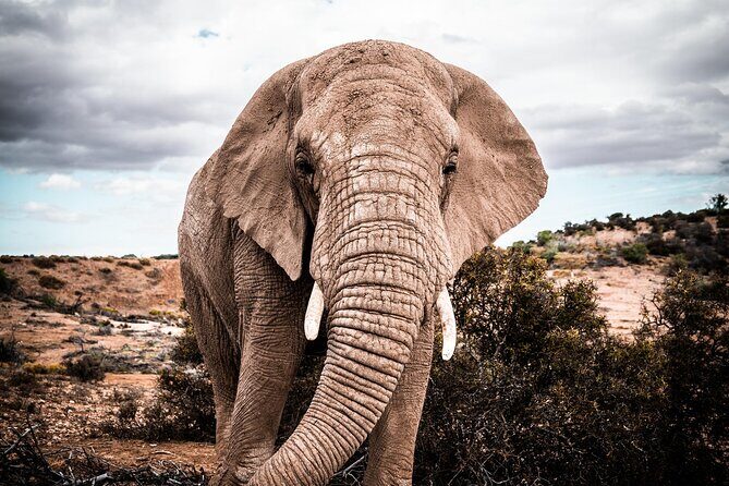 2 Day Small Group Garden Route Big 5 Safari Tour from Cape Town - What Sets This Tour Apart?