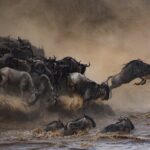 2-Day Sublime Safari to Tarangire and Ngorongoro Safari - Guides, Vehicles, and the Overall Experience