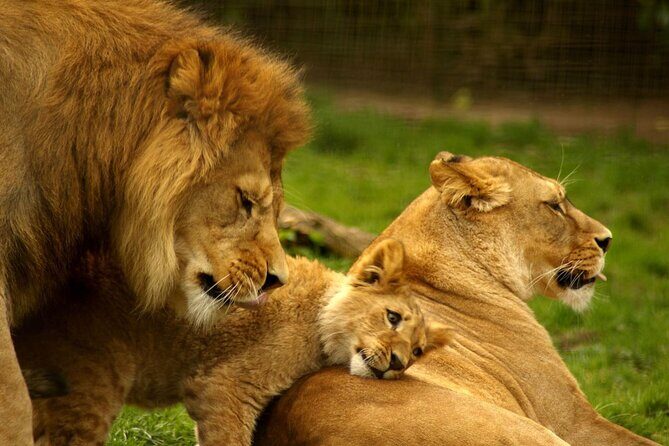 2 Day Tala Game Reserve & Drakensberg Tour From Durban - Transportation, Price, and Overall Value