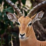 2 Day Tanzania Luxury Safari - Day 2: The Magnificence of Ngorongoro Crater