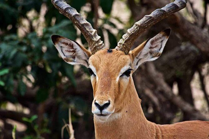 2 Day Tanzania Luxury Safari - Day 2: The Magnificence of Ngorongoro Crater