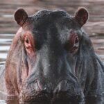 2 Day Tanzania Safari in Tarangire and Ngorongoro Crater - Exploring the Itinerary: What You Can Expect