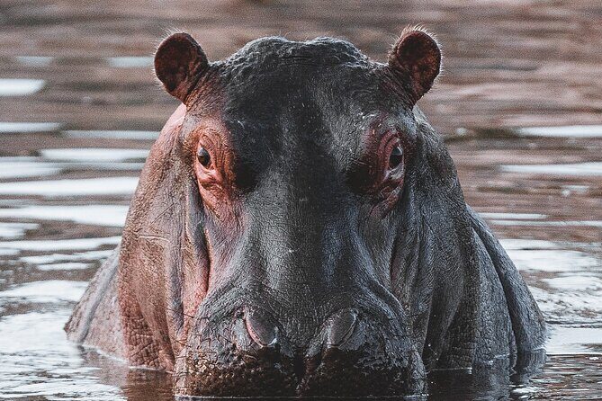 2 Day Tanzania Safari in Tarangire and Ngorongoro Crater - Exploring the Itinerary: What You Can Expect