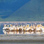 2 Day Tanzania Safari Tarangire and Ngorongoro Crater Adventure - What Makes This Tour Stand Out?