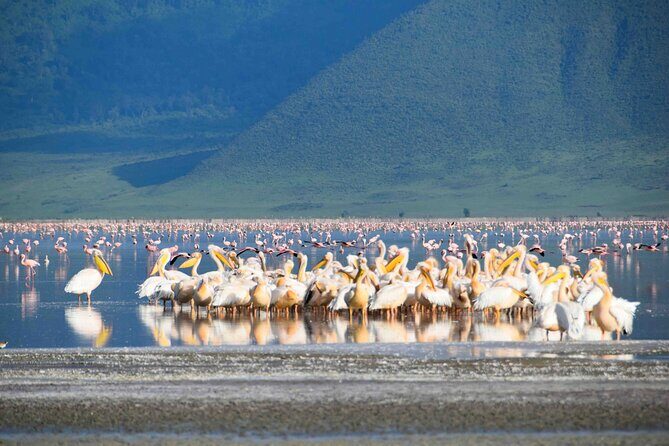 2 Day Tanzania Safari Tarangire and Ngorongoro Crater Adventure - What Makes This Tour Stand Out?