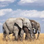 2 Day Tanzania Tour - Practical Details: Logistics and Experience