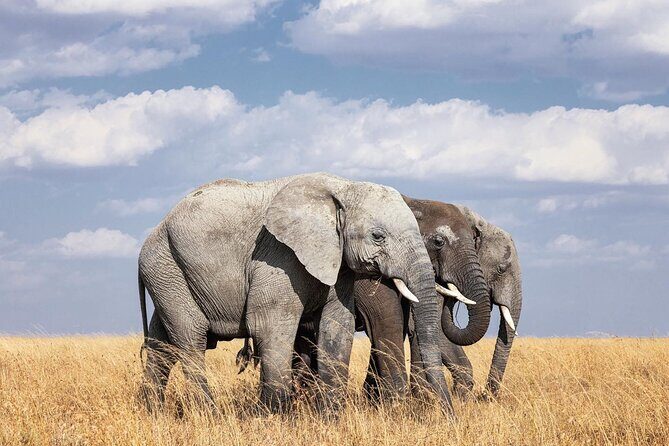 2 Day Tanzania Tour - Practical Details: Logistics and Experience