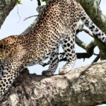 2 Day: Tarangire and Ngorongoro Crater - Exploring Tarangire National Park