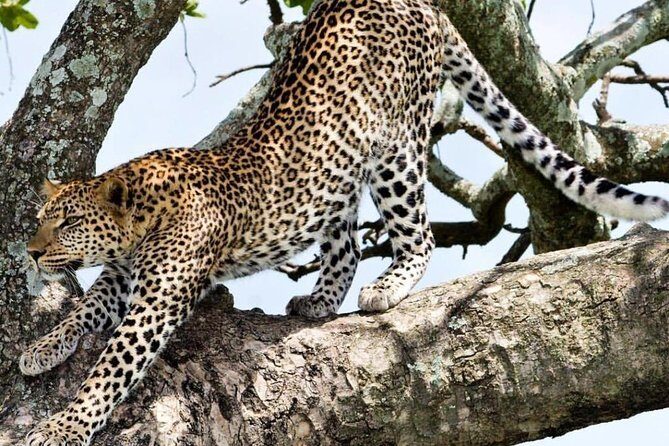 2 Day: Tarangire and Ngorongoro Crater - Exploring Tarangire National Park