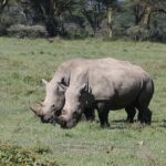 2 Day Tour Hells Gate, Lake Naivasha & Lake Nakuru from Nairobi - Why This Tour Offers Great Value