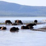 2 Day Tour Lake Nakuru, Hell' s Gate & Lake Naivasha From Nairobi - The Experience’s Strengths