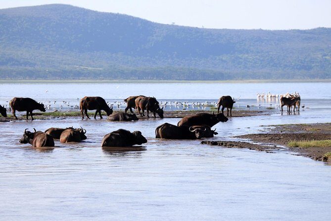 2 Day Tour Lake Nakuru, Hell' s Gate & Lake Naivasha From Nairobi - The Experience’s Strengths