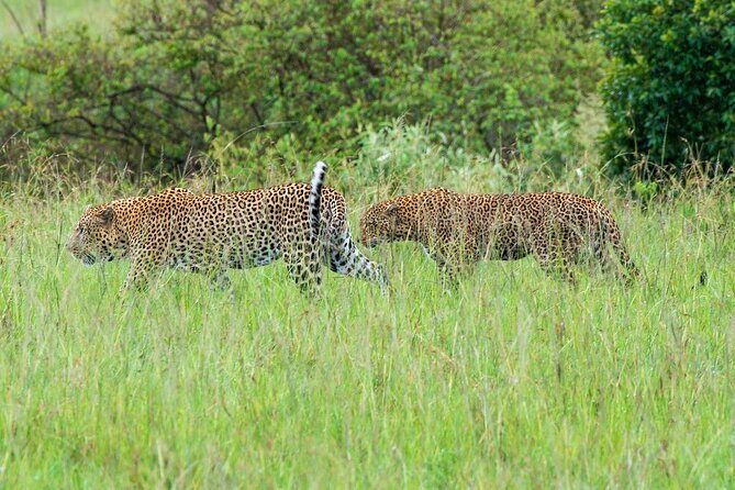 2-Day Tsavo East Private Tour - The Authentic Animal Encounters