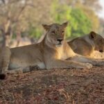 2 Day Wildlife Experience and Masai Culture Mikumi Park - Accommodation and Facilities