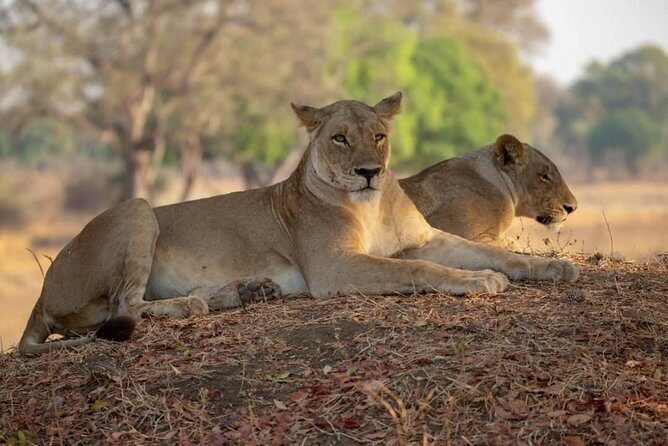 2 Day Wildlife Experience and Masai Culture Mikumi Park - Accommodation and Facilities