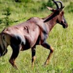 2-Day Wildlife Safari in Lake Mburo National Park - Day 1: From Kampala to Lake Mburo & Night Safari