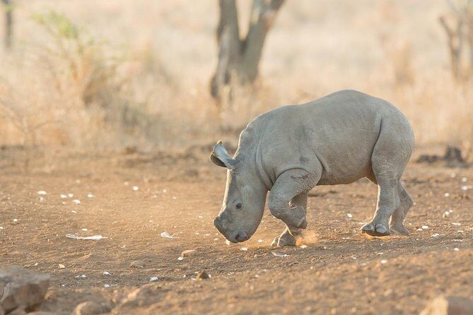 2 Day Zulu Safari Adventure from Durban - Final Thoughts: Who Should Consider This Tour?