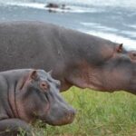 2 Days & 1 Night Akagera National Park Safari Tour - Detailed Review of the Safari Experience