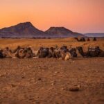 2 Days 1 Night Amazing Zagora Desert Tour From Marrakech - Transport and Group Size