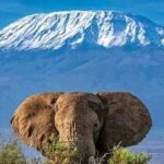 2 Days 1 Night Amboseli National Park Private Safari. - Potential Drawbacks and Considerations