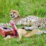 2 Days 1 Night Amboseli National Park Safari from Nairobi - Transportation and Comfort