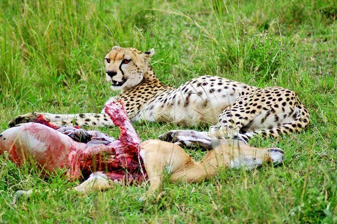2 Days 1 Night Amboseli National Park Safari from Nairobi - Transportation and Comfort