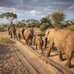 (2 Days, 1 Night) Day & Night Game Drive Tsavo East National Park - Who Should Consider This Experience?