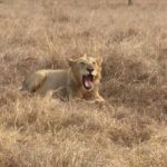 2 Days 1 Night Mikumi National Park - Who Is This Tour Best For?