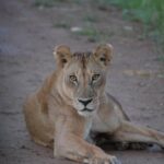 2 Days 1 Night Mikumi National Park from Dar es salaam - What’s Included and What’s Not