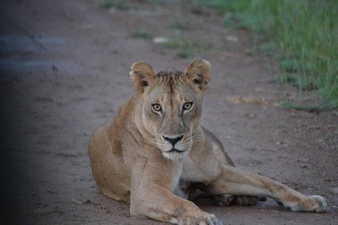 2 Days 1 Night Mikumi National Park from Dar es salaam - What’s Included and What’s Not