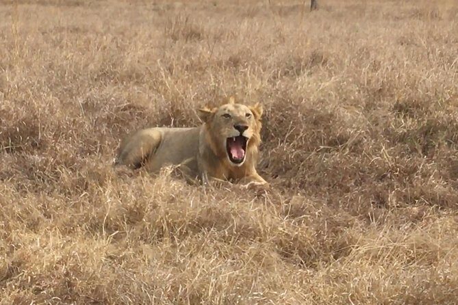 2 Days 1 Night Mikumi National Park - Who Is This Tour Best For?