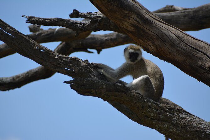 2 Days 1 Night Northern Joining Safari Private Tour - Exploring the Itinerary in Detail