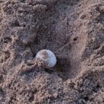 2-Days 1 Night Private Ras Al Hadd Tour - Day 2: Cultural Touchpoints and Scenic Return