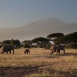 2 Days 1 Night Private Tour to Amboseli National park 4*4 Vehicle - Why This Tour Stands Out
