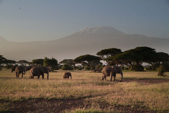 2 Days 1 Night Private Tour to Amboseli National park 4*4 Vehicle - Why This Tour Stands Out