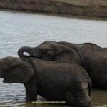 2 Days /1 Night safari to Mikumi - Authentic Insights from Travelers