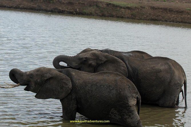 2 Days /1 Night safari to Mikumi - Authentic Insights from Travelers