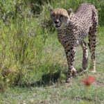 2 Days / 1 Night Tanzania Safari Tour - Day 2: Witnessing the Wonders of Ngorongoro Crater