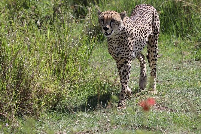 2 Days / 1 Night Tanzania Safari Tour - Day 2: Witnessing the Wonders of Ngorongoro Crater